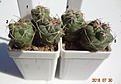 Нажмите на изображение для увеличения.

Название:	98.4 Thelocactus hexaedrophorus большой бел цв, 15-20мм 100, 25мм 130руб.JPG
Просмотров:	316
Размер:	145.6 Кб
ID:	374860