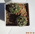 Нажмите на изображение для увеличения.

Название:	98.5 Thelocactus hexaedrophorus (Израиль)20мм 120руб.JPG
Просмотров:	316
Размер:	106.4 Кб
ID:	374861