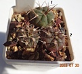 Нажмите на изображение для увеличения.

Название:	103.2 Gymnocalycium catamarcense GN 1015/3544 широкие колючки укрывают весь стебель, 15-18мм 130руб.JPG
Просмотров:	327
Размер:	115.4 Кб
ID:	374863