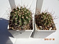Нажмите на изображение для увеличения.

Название:	108.1 Acanthocalycium violaceum 30мм 120,    45мм 170руб.JPG
Просмотров:	306
Размер:	152.7 Кб
ID:	374864