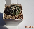 Нажмите на изображение для увеличения.

Название:	186.1 Echinocactus texensis 25мм 140руб.JPG
Просмотров:	328
Размер:	76.7 Кб
ID:	374866