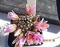 Нажмите на изображение для увеличения.

Название:	189.1 Mammillaria Sheldonii (диам/выс) 40/55 170руб.JPG
Просмотров:	320
Размер:	128.5 Кб
ID:	374867