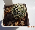 Нажмите на изображение для увеличения.

Название:	193.1 Coryphantha tripugionacantha PP 1012 Tepetatita, Zac 20мм 230.JPG
Просмотров:	323
Размер:	108.5 Кб
ID:	374868