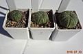 Нажмите на изображение для увеличения.

Название:	196.1 Astrophytum asterias 20мм 150, 25-30 190, 30-35 210.JPG
Просмотров:	312
Размер:	106.1 Кб
ID:	374869