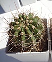 Нажмите на изображение для увеличения.

Название:	198.1 Acanthocalycium violaceum P 110a Salsacate, 1000m 48-50мм 190.JPG
Просмотров:	325
Размер:	122.6 Кб
ID:	374870