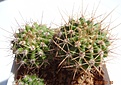 Нажмите на изображение для увеличения.

Название:	198.2 Acanthocalycium violaceum P 110a Salsacate, 1000m 30мм 130руб.JPG
Просмотров:	321
Размер:	211.0 Кб
ID:	374871