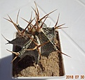 Нажмите на изображение для увеличения.

Название:	200.1 Astrophytum ornatum 40мм 150.JPG
Просмотров:	321
Размер:	118.2 Кб
ID:	374872