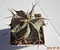 Нажмите на изображение для увеличения.

Название:	200.2 Astrophytum ornatum (более темная колючка), 40мм 160.JPG
Просмотров:	330
Размер:	109.9 Кб
ID:	374873