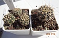 Нажмите на изображение для увеличения.

Название:	201.1 Gymnocalycium bruchii var. JPR 103/248 Villa del Carmen 15-20мм 130, 23-25 150, 27-29мм 170.JPG
Просмотров:	318
Размер:	197.8 Кб
ID:	374874