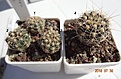 Нажмите на изображение для увеличения.

Название:	201.1 Gymnocalycium bruchii var. JPR 103/248 Villa del Carmen 15-20мм 130, 23-25 150, 27-29мм 170.JPG
Просмотров:	306
Размер:	197.8 Кб
ID:	374874