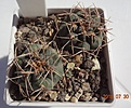 Нажмите на изображение для увеличения.

Название:	202.2 Gymnocalycium baldianum WR 765 “sanguiniflorum” 25мм 130руб.JPG
Просмотров:	304
Размер:	167.0 Кб
ID:	374876