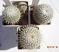 Нажмите на изображение для увеличения.

Название:	205.1 Mammillaria dixanthocentron &quot;Tonala&quot;, 14-15мм 100, 30-35 170руб.JPG
Просмотров:	309
Размер:	219.0 Кб
ID:	374877