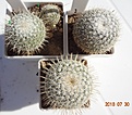 Нажмите на изображение для увеличения.

Название:	205.1 Mammillaria dixanthocentron &quot;Tonala&quot;, 14-15мм 100, 30-35 170руб.JPG
Просмотров:	296
Размер:	219.0 Кб
ID:	374877