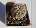 Нажмите на изображение для увеличения.

Название:	206.1 Gymnocalycium bruchii 20-25мм  140,  25-30мм 160р.JPG
Просмотров:	298
Размер:	98.6 Кб
ID:	374878