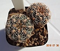 Нажмите на изображение для увеличения.

Название:	206.2 Gymnocalycium bruchii 25мм 140руб.JPG
Просмотров:	303
Размер:	143.4 Кб
ID:	374879