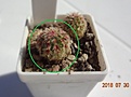 Нажмите на изображение для увеличения.

Название:	210.3 Echinocereus rigidissimus v.rubispinus L088 15мм 180.JPG
Просмотров:	297
Размер:	95.9 Кб
ID:	374880