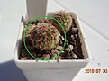 Нажмите на изображение для увеличения.

Название:	210.3 Echinocereus rigidissimus v.rubispinus L088 15мм 180.JPG
Просмотров:	286
Размер:	95.9 Кб
ID:	374880