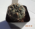 Нажмите на изображение для увеличения.

Название:	220.1 Gymnocalycium baldianum LB 1253 Cuesta de Chilcas, Cat. детка 37-38мм 150р.JPG
Просмотров:	295
Размер:	102.0 Кб
ID:	374881