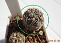 Нажмите на изображение для увеличения.

Название:	220.1 Gymnocalycium baldianum LB 1253 Cuesta de Chilcas, Cat. 20мм 130.JPG
Просмотров:	292
Размер:	117.2 Кб
ID:	374882