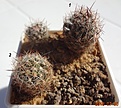 Нажмите на изображение для увеличения.

Название:	241.2 Coryphantha vivipara v.neomexicana крупн фиол цв, 15-20мм 170.JPG
Просмотров:	299
Размер:	188.2 Кб
ID:	374884