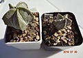 Нажмите на изображение для увеличения.

Название:	242.2 Astrophytum myriostigma v.potosinum 17мм 100,   27мм 130.JPG
Просмотров:	307
Размер:	147.0 Кб
ID:	374885