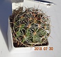 Нажмите на изображение для увеличения.

Название:	245.1 Hamatocactus setispinus LX 666 China, NL 40мм 150.JPG
Просмотров:	307
Размер:	85.9 Кб
ID:	374886