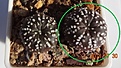Нажмите на изображение для увеличения.

Название:	246.2 Astrophytum asterias cv. Superkabuto 'Miracle'17мм  220р.JPG
Просмотров:	294
Размер:	122.7 Кб
ID:	374887