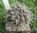 Нажмите на изображение для увеличения.

Название:	250.1 Gymnocalycium gibbosum 60мм 200р.JPG
Просмотров:	279
Размер:	229.0 Кб
ID:	374888