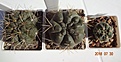 Нажмите на изображение для увеличения.

Название:	250.1 Gymnocalycium gibbosum оч. красивые растения, крупные белые цв., 23мм 140, 45-50мм 170руб.JPG
Просмотров:	300
Размер:	162.3 Кб
ID:	374890