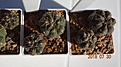 Нажмите на изображение для увеличения.

Название:	250.2 Gymnocalycium gibbosum (Italy) 18-20мм 130, 20-25мм 140, 25-30мм 150, 35мм  160.JPG
Просмотров:	295
Размер:	121.1 Кб
ID:	374891