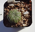 Нажмите на изображение для увеличения.

Название:	275.3 Astrophytum asterias v.nudum   (Ч)20-25 150 .JPG
Просмотров:	285
Размер:	93.4 Кб
ID:	374892