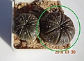 Нажмите на изображение для увеличения.

Название:	277.2 Astrophytum asterias 20-25мм 120р.JPG
Просмотров:	298
Размер:	103.5 Кб
ID:	374893