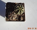 Нажмите на изображение для увеличения.

Название:	283.2 Astrophytum capricorne x asterias cv. SuperKabuto 17-19мм 150,  21-23мм 170руб.JPG
Просмотров:	299
Размер:	50.5 Кб
ID:	374894