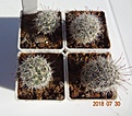 Нажмите на изображение для увеличения.

Название:	349.1 Mammillaria bullardiana  (укор детки) 20-25мм 100.JPG
Просмотров:	295
Размер:	158.7 Кб
ID:	374897