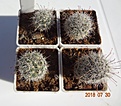 Нажмите на изображение для увеличения.

Название:	349.1 Mammillaria bullardiana  (укор детки) 20-25мм 100.JPG
Просмотров:	283
Размер:	158.7 Кб
ID:	374897