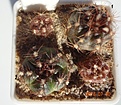 Нажмите на изображение для увеличения.

Название:	360.3 Gymnocalycium mesopotamicum 15-18мм 110руб.JPG
Просмотров:	301
Размер:	182.4 Кб
ID:	374898