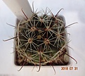 Нажмите на изображение для увеличения.

Название:	406.1 Hamatocactus setispinus v.hamatus SB 858 Cameron County, Texas, USA 35мм 150р.JPG
Просмотров:	277
Размер:	120.6 Кб
ID:	374900