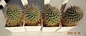 Нажмите на изображение для увеличения.

Название:	456.1 Mammillaria magnifica 20мм 130, 30-35 мм 150, 35-40мм   180,   40-45мм 220.JPG
Просмотров:	303
Размер:	160.3 Кб
ID:	374902