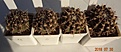 Нажмите на изображение для увеличения.

Название:	480.1 Notocactus submammulosus VG 019 Presa Rio Grande, San Luis (syn.  Notocactus submammulosus var. turecekianus)20мм 120, 25-30мм 130, 35-40мм 150, 40-50мм 170.JPG
Просмотров:	294
Размер:	141.8 Кб
ID:	374903