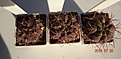 Нажмите на изображение для увеличения.

Название:	511.1 Gymnocalycium mazanense VG 661 25-30мм 130, 35-40мм 150.JPG
Просмотров:	293
Размер:	135.6 Кб
ID:	374905