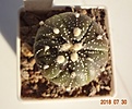 Нажмите на изображение для увеличения.

Название:	521.1 Astrophytum asterias violet X asterias SuperKabuto 32мм 210.JPG
Просмотров:	279
Размер:	125.4 Кб
ID:	374906