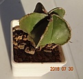 Нажмите на изображение для увеличения.

Название:	524.1 Astrophytum myriostigma v. nudum стебель без белых крапин, 40мм 170р.JPG
Просмотров:	307
Размер:	71.9 Кб
ID:	374907