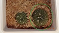 Нажмите на изображение для увеличения.

Название:	537.2 Astrophytum asterias  “Gonzalez“, Tam. 15мм 140р.JPG
Просмотров:	295
Размер:	144.2 Кб
ID:	374908