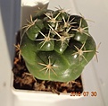 Нажмите на изображение для увеличения.

Название:	538.1 Coryphantha elephantidens 35-40мм 250р.JPG
Просмотров:	290
Размер:	97.2 Кб
ID:	374909