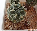 Нажмите на изображение для увеличения.

Название:	543.2 Gymnocalycium andreae 20мм 100р.JPG
Просмотров:	298
Размер:	114.4 Кб
ID:	374910