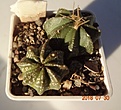 Нажмите на изображение для увеличения.

Название:	560.1 Astrophytum crassispinoides x asterias F2 20мм 110р,  25мм 130р.JPG
Просмотров:	301
Размер:	118.2 Кб
ID:	374912