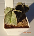 Нажмите на изображение для увеличения.

Название:	562.1 Astrophytum myriostigma белый покров не плотный, цветки с сильным и приятным ароматом, 25мм 110, 35мм 140р.JPG
Просмотров:	298
Размер:	110.4 Кб
ID:	374913