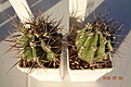 Нажмите на изображение для увеличения.

Название:	586.1 Echinopsis leucantha VG-1328, Totoralejos, Cordoba, 206m длинные седые кол, 35-40мм 160р.JPG
Просмотров:	284
Размер:	195.7 Кб
ID:	374915