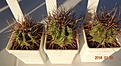 Нажмите на изображение для увеличения.

Название:	590.1 Echinopsis leucantha VG-239, Marayes, San Juan,600m зверские св-розов-серые кол!,  30мм 140,  35мм 160.JPG
Просмотров:	299
Размер:	178.8 Кб
ID:	374916