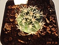 Нажмите на изображение для увеличения.

Название:	615.1 Gymnocalycium andreae ssp.VG-11622, Refugio del Caraya, Cordoba, 1603m более длинные изогн кол, 20мм 120р.JPG
Просмотров:	299
Размер:	151.9 Кб
ID:	374919